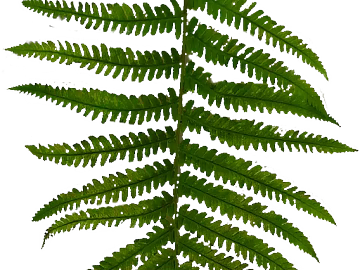Green fern leaves texture (ID:ffaeh105776)