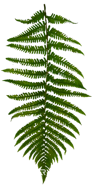 Green fern leaves texture