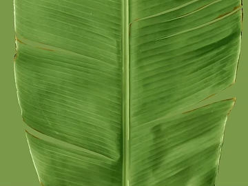 leaves texture (ID:ffaaf7144)