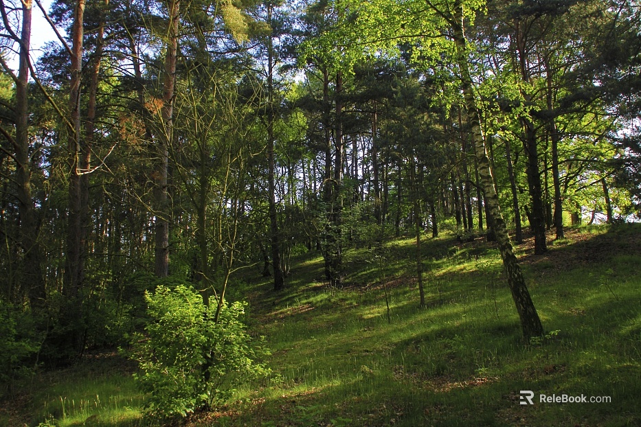 Wild Scenery texture
