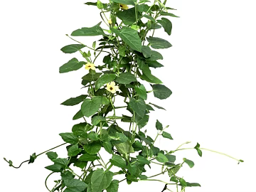Plants texture (ID:ffaeg81120)