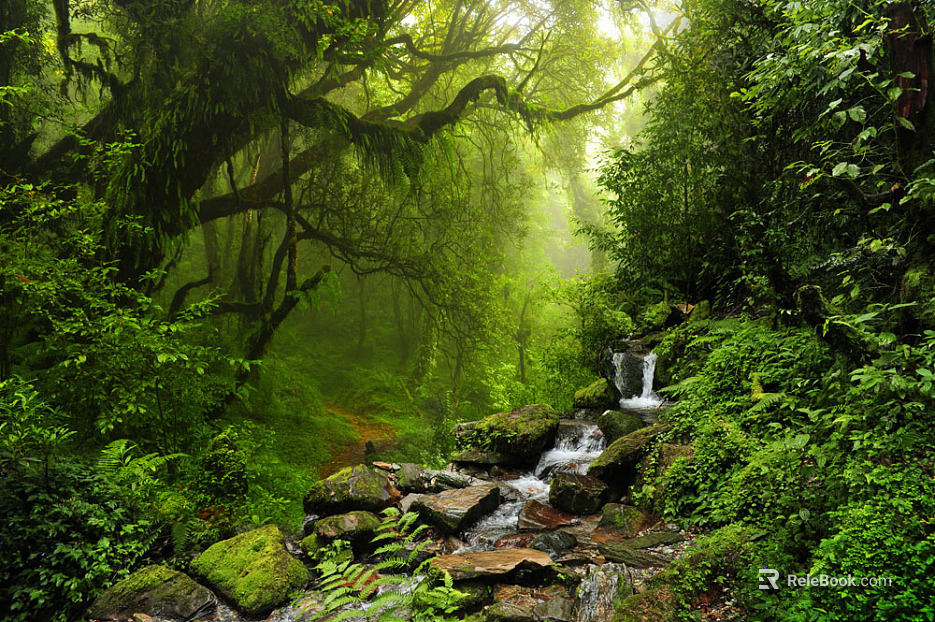 Forest texture