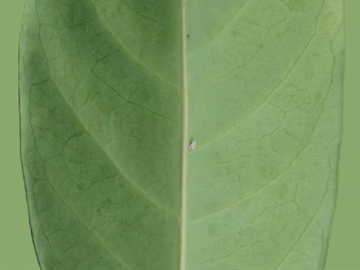 leaves texture (ID:ffacg26823)