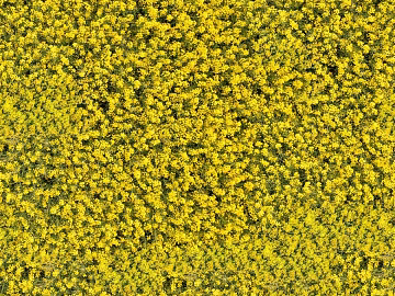 Flowers texture (ID:ffach373216)