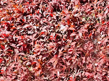 Plants texture (ID:ffacg39657)