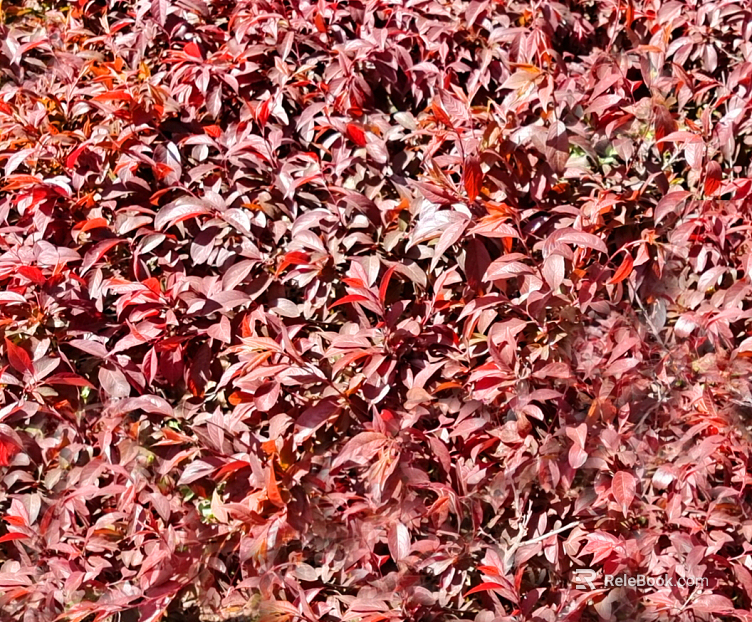 Plants texture