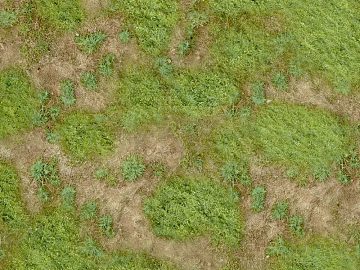 Turf texture (ID:ffacg79475)