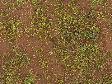 Turf ground texture (ID:ffaaf7065)