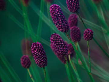 Flowers texture (ID:ffaeg94808)