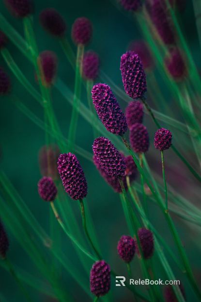 Flowers texture