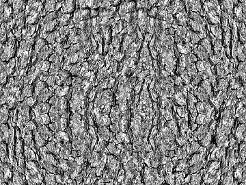 bark texture (ID:ffaeg27449)