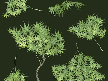 plant pattern texture (ID:ffacg01803)