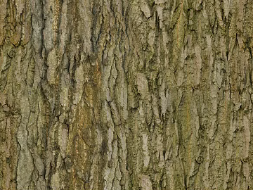 ancient tree bark texture (ID:ffhee515)