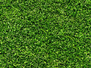 Turf texture (ID:ffaef8814)