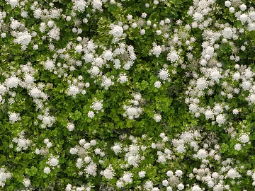 Flowers 3d model