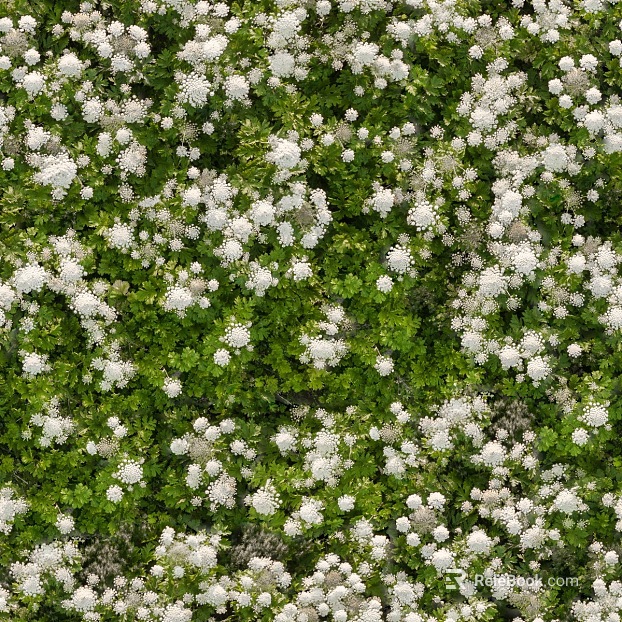 Flowers texture