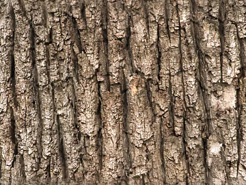 bark texture (ID:ffagg34912)