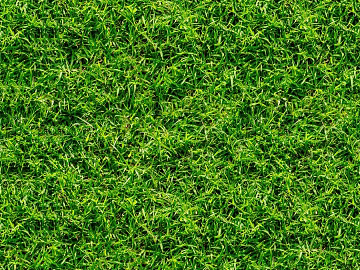 Outdoor grassy lawn surface texture (ID:ffaeh646944)