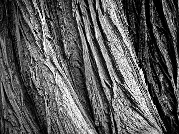 bark texture (ID:ffagg05328)