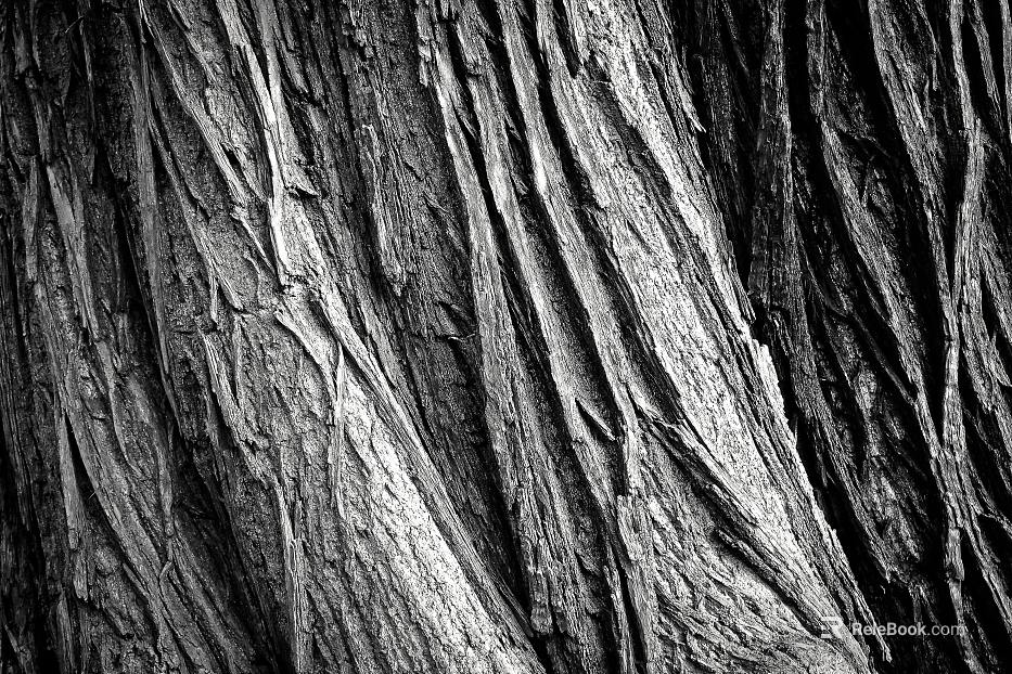 bark texture