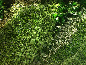 Plant wall texture (ID:ffajg47414)