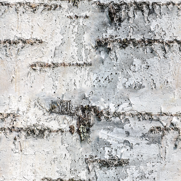 Silver birch bark wall decoration texture