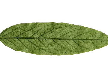 leaves texture (ID:ffaeg55881)