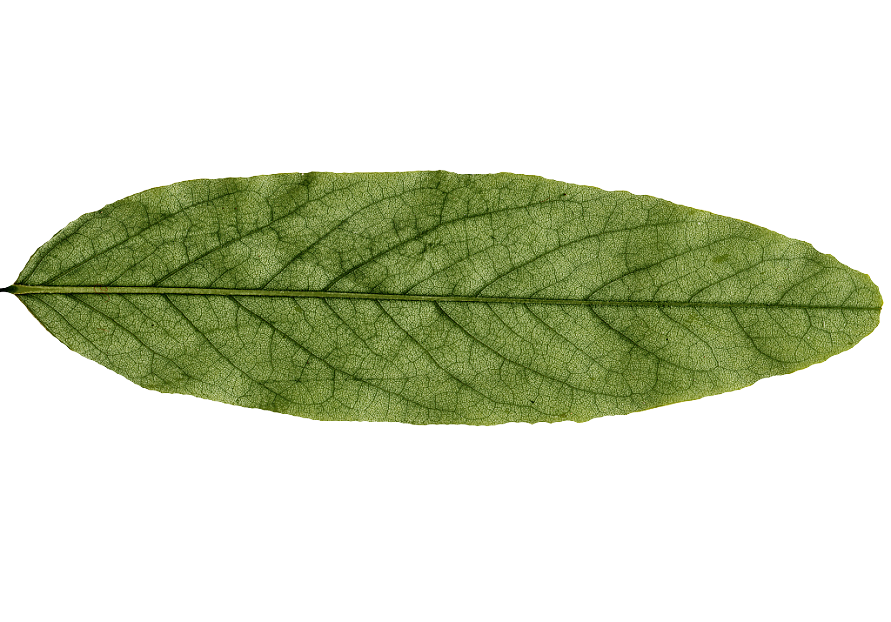 leaves texture