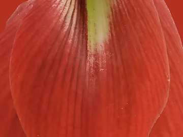 Petals texture (ID:ffabg13157)