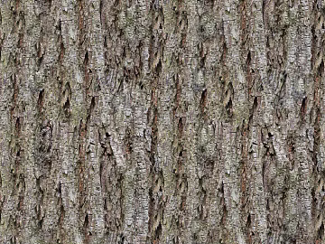 bark texture (ID:ffacg01964)