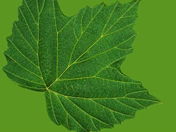 leaves texture (ID:ffaeg80267)