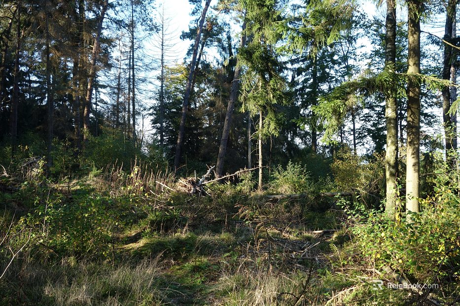 Wild Scenery texture