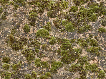 moss texture (ID:ffhee145)