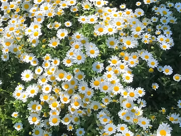 Flowers texture (ID:ffach347271)