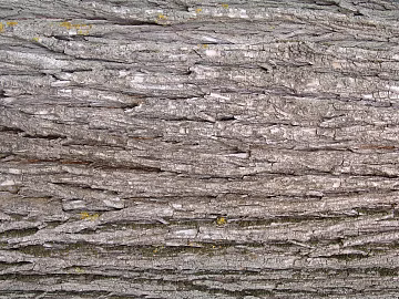 bark texture (ID:ffajg23980)