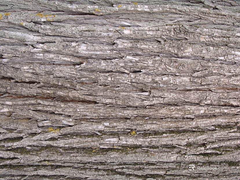 bark texture