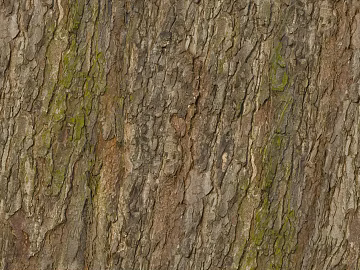 ancient tree bark texture (ID:ffhee180)