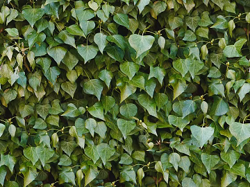 Green Landscape Grassland Shrub Plant Tree Fence Wall texture (ID:ffach654311)