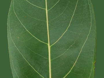 leaves texture (ID:ffabg50378)