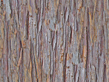 bark texture (ID:ffaff4456)