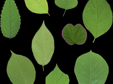 leaves texture (ID:ffacg80576)