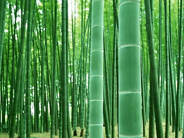 Bamboo Forest texture (ID:ffaeg12489)
