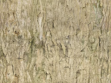 bark texture (ID:ffabg57341)