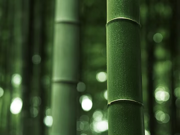Bamboo texture (ID:ffadf5404)