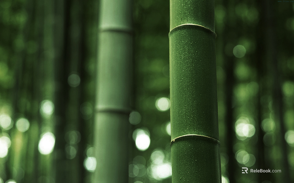 Bamboo texture