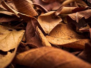 fallen leaves texture (ID:ffagg08188)