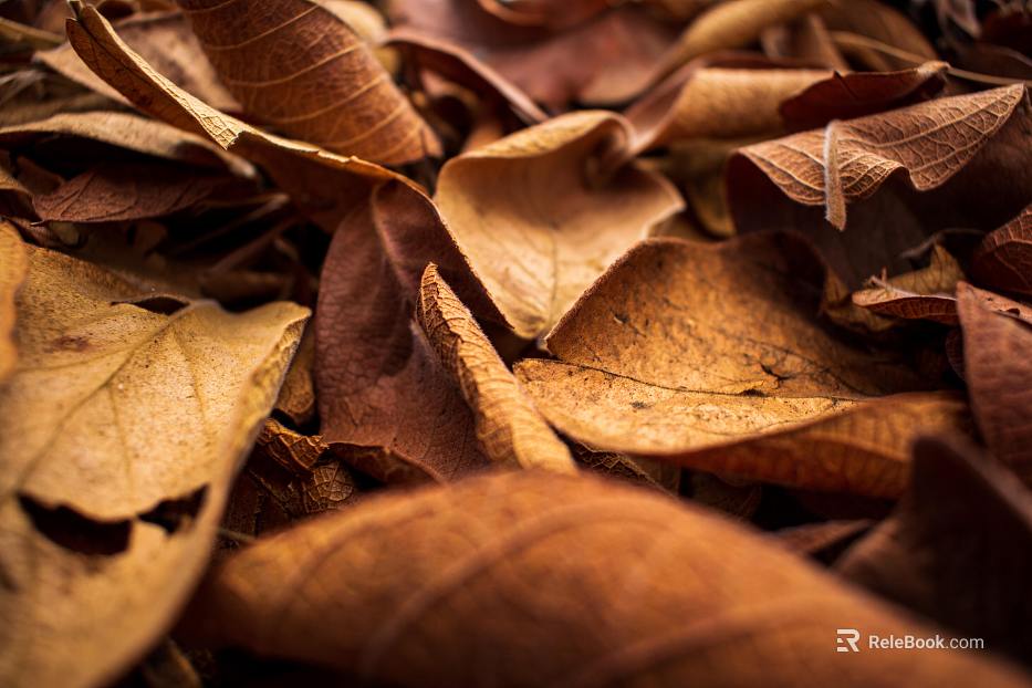 fallen leaves texture
