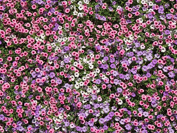 Flowers texture (ID:ffach973216)