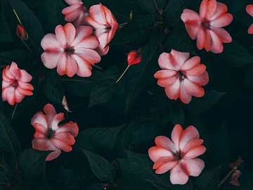 Plant Wallpaper texture (ID:ffajg07506)