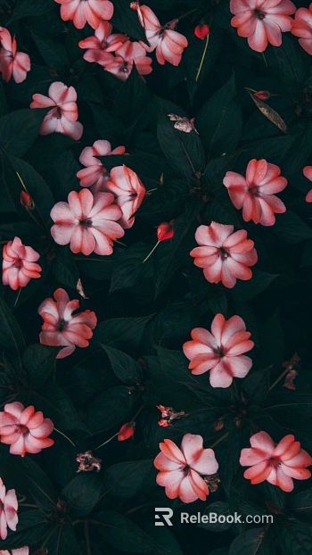 Plant Wallpaper texture